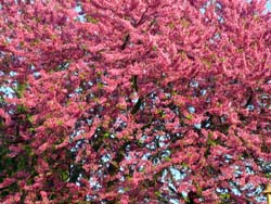 07 0419 FI1 esplosione di Rosa
